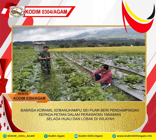 BABINSA KORAMIL 02/BANUHAMPU SEI PUAR BERI PENDAMPINGAN KEPADA PETANI DALAM PERAWATAN TANAMAN SELADA HIJAU DAN LOBAK DI WILAYAH