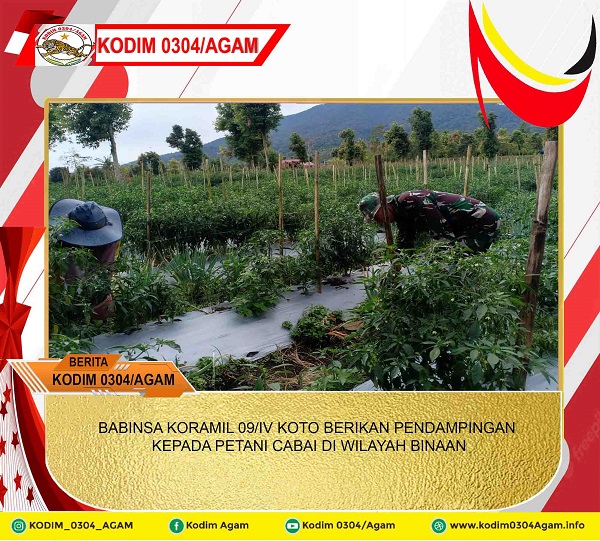 BABINSA KORAMIL 09/IV KOTO BERIKAN PENDAMPINGAN KEPADA PETANI CABAI DI WILAYAH BINAAN
