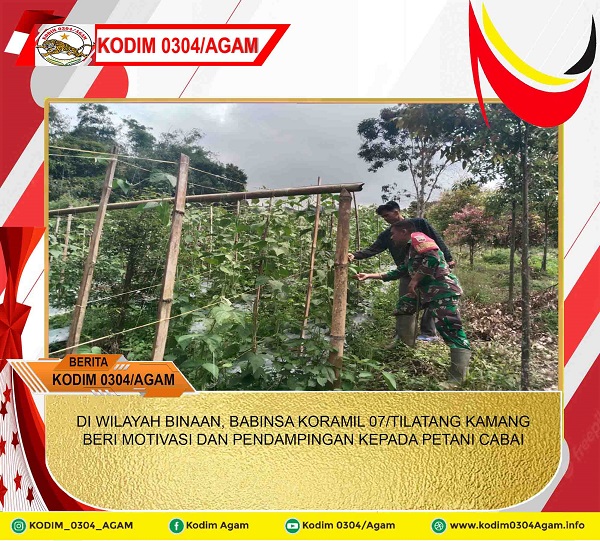 DI WILAYAH BINAAN, BABINSA KORAMIL 07/TILATANG KAMANG BERI MOTIVASI DAN PENDAMPINGAN KEPADA PETANI CABAI 