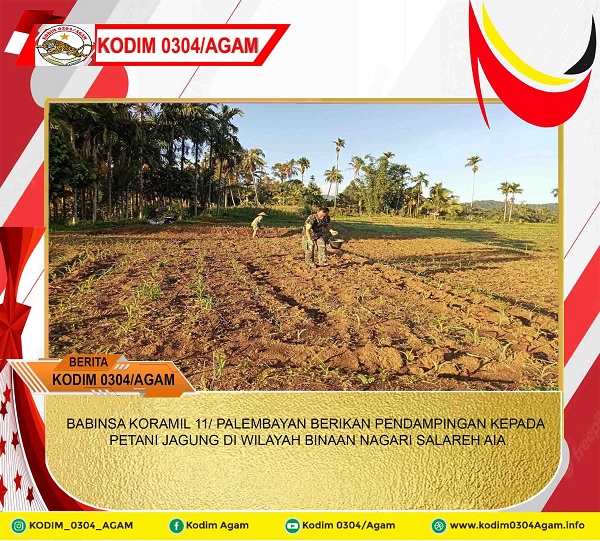 BABINSA KORAMIL 11/ PALEMBAYAN BERIKAN PENDAMPINGAN KEPADA PETANI JAGUNG DI WILAYAH BINAAN NAGARI SALAREH AIA