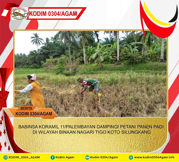 BABINSA KORAMIL 11/PALEMBAYAN DAMPINGI PETANI PANEN PADI DI WILAYAH BINAAN NAGARI TIGO KOTO SILUNGKANG