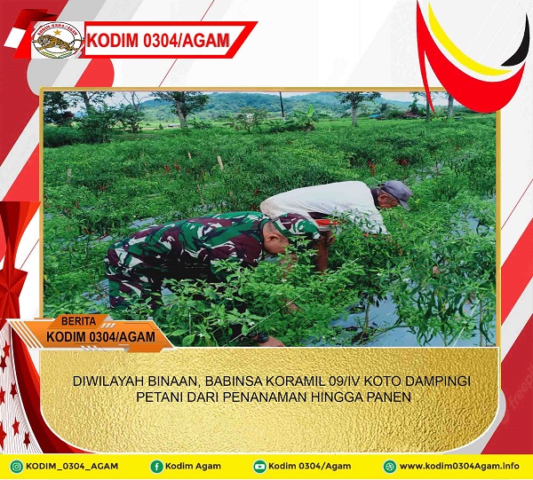DIWILAYAH BINAAN, BABINSA KORAMIL 09/IV KOTO DAMPINGI PETANI DARI PENANAMAN HINGGA PANEN