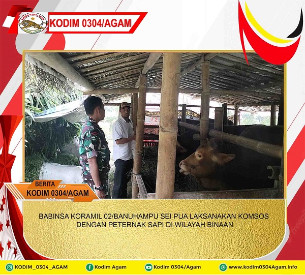 BABINSA KORAMIL 02/BANUHAMPU SEI PUA LAKSANAKAN KOMSOS DENGAN PETERNAK SAPI DI WILAYAH BINAAN