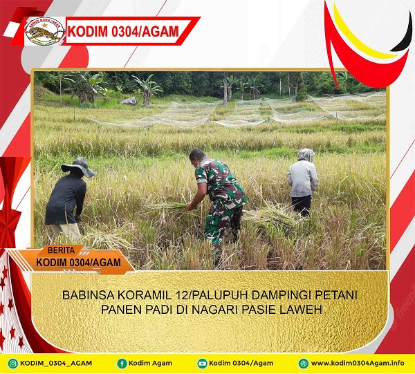 BABINSA KORAMIL 12/PALUPUH DAMPINGI PETANI PANEN PADI DI NAGARI PASIE LAWEH