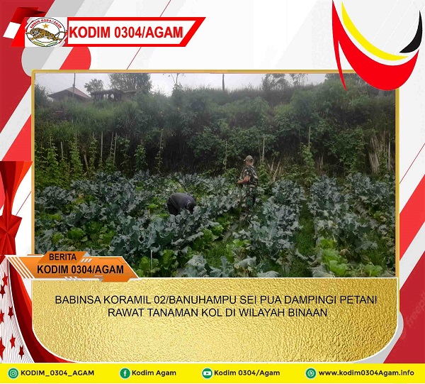 BABINSA KORAMIL 02/BANUHAMPU SEI PUA DAMPINGI PETANI RAWAT TANAMAN KOL DI WILAYAH BINAAN