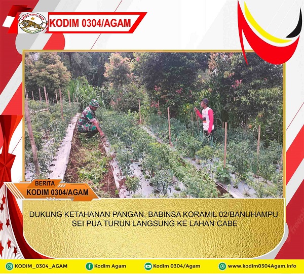 DUKUNG KETAHANAN PANGAN, BABINSA KORAMIL 02/BANUHAMPU SEI PUA TURUN LANGSUNG KE LAHAN CABE