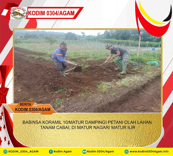 BABINSA KORAMIL 10/MATUR DAMPINGI PETANI OLAH LAHAN TANAM CABAI, DI MATUR NAGARI MATUR ILIR