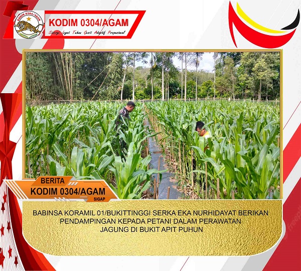 BABINSA KORAMIL 01/BUKITTINGGI SERKA EKA NURHIDAYAT BERIKAN PENDAMPINGAN KEPADA PETANI DALAM PERAWATAN JAGUNG DI BUKIT APIT PUHUN