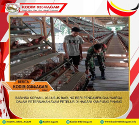 BABINSA KORAMIL 03/LUBUK BASUNG BERI PENDAMPINGAN WARGA DALAM PETERNAKAN AYAM PETELUR DI NAGARI KAMPUNG PINANG