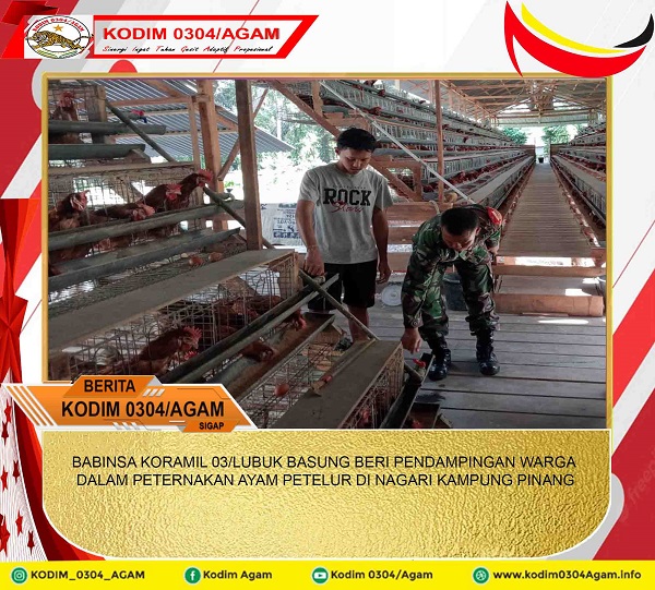 BABINSA KORAMIL 03/LUBUK BASUNG BERI PENDAMPINGAN WARGA DALAM PETERNAKAN AYAM PETELUR DI NAGARI KAMPUNG PINANG