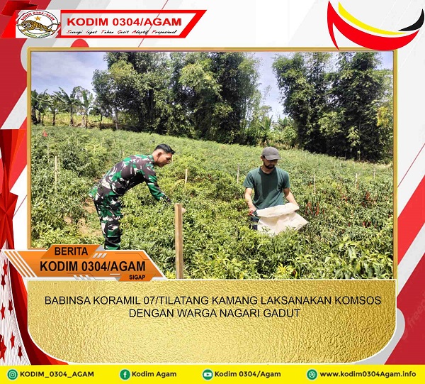 BABINSA KORAMIL 11/PALEMBAYAN DAMPINGI PETANI PANEN CABAI DI JORONG BARINGIN