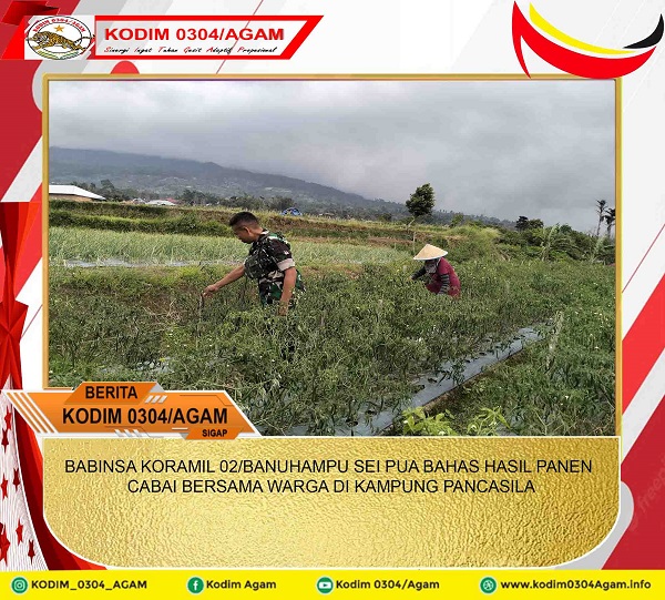 BABINSA KORAMIL 02/BANUHAMPU SEI PUA BAHAS HASIL PANEN CABAI BERSAMA WARGA DI KAMPUNG PANCASILA