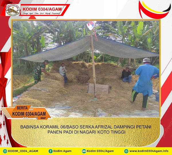 BABINSA KORAMIL 06/BASO SERKA AFRIZAL DAMPINGI PETANI PANEN PADI DI NAGARI KOTO TINGGI