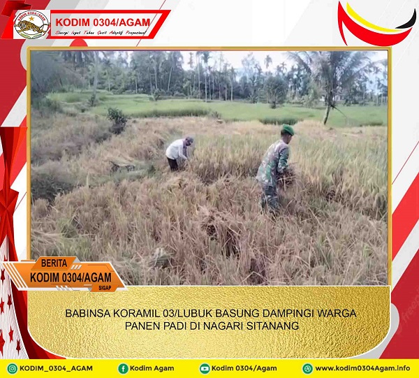 BABINSA KORAMIL 03/LUBUK BASUNG DAMPINGI WARGA PANEN PADI DI NAGARI SITANANG