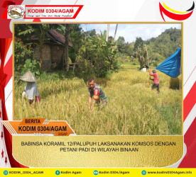 BABINSA KORAMIL 12/PALUPUH LAKSANAKAN KOMSOS DENGAN PETANI PADI DI WILAYAH BINAAN