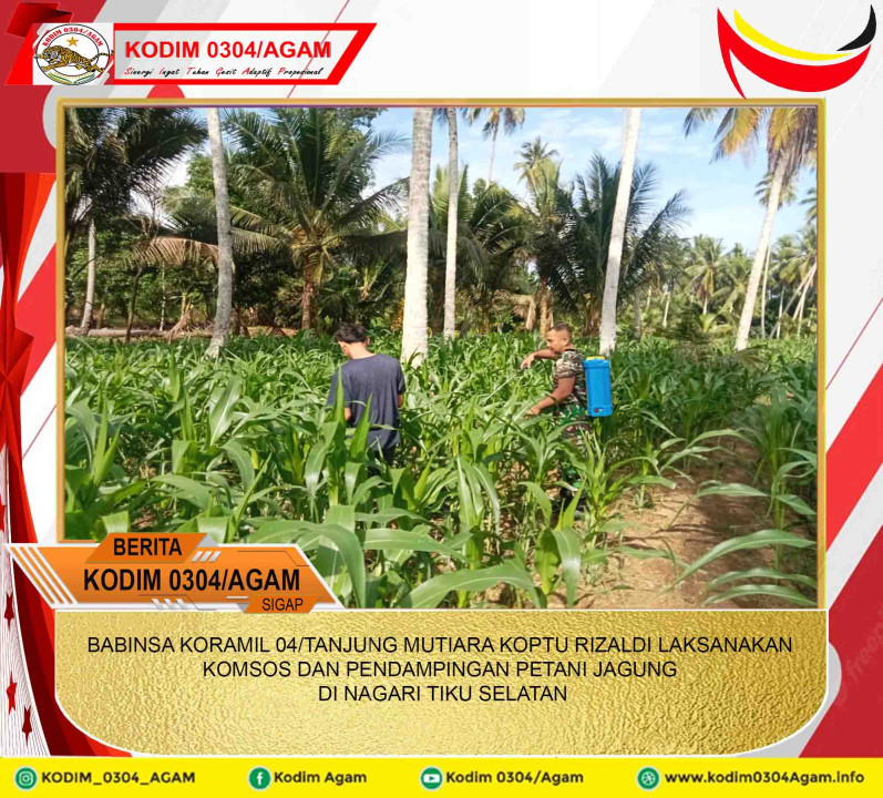 BABINSA KORAMIL 04/TANJUNG MUTIARA KOPTU RIZALDI LAKSANAKAN KOMSOS DAN PENDAMPINGAN PETANI JAGUNG DI NAGARI TIKU SELATAN