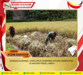 BABINSA KORAMIL 12/PALUPUH DAMPINGI PETANI PANEN PADI DI NAGARI PASIE LAWEH