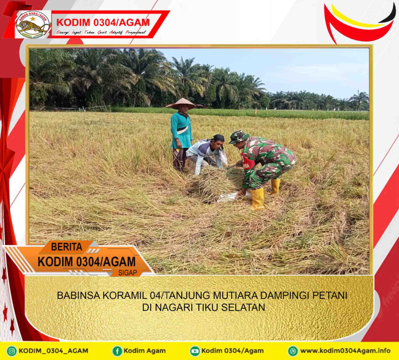 BABINSA KORAMIL 04/TANJUNG MUTIARA DAMPINGI PETANI DI NAGARI TIKU SELATAN